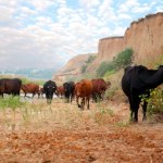 Wypas krów odbuduje przyrodę? Kontrowersyjny eksperyment i śmiałe wnioski