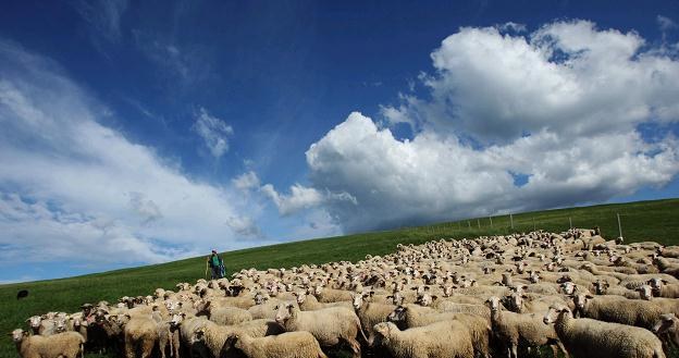Wypas małych zwierząt trawożernych, takich jak owce czy kozy, może służyć umocnieniu obwałowań /AFP