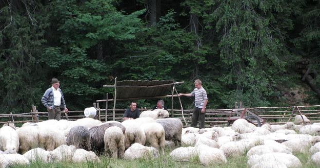 Wypas owiec na Podhalu /INTERIA.PL