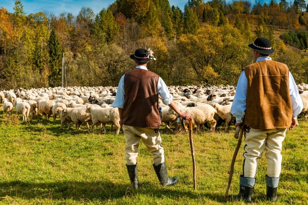 Wypas owiec /Shutterstock