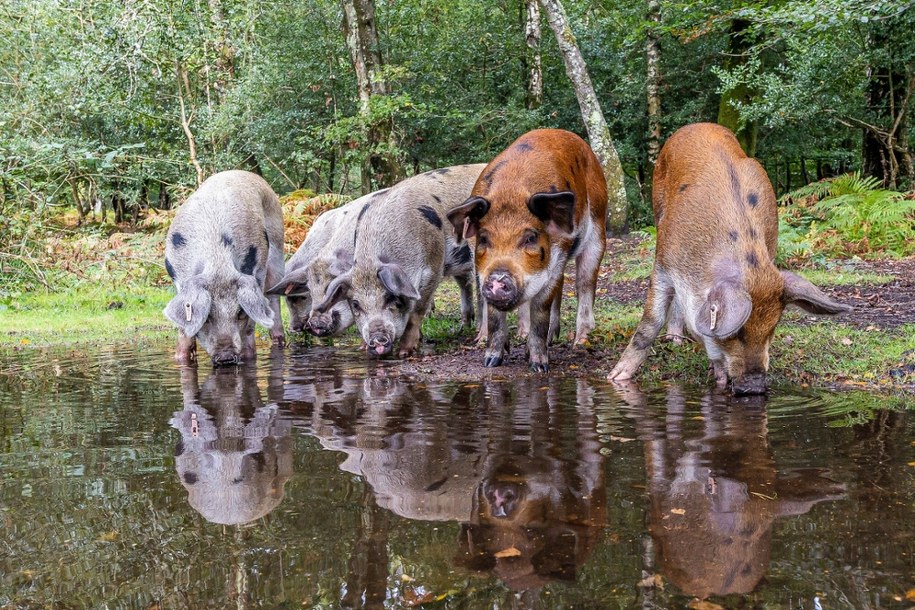 Wypas świń w New Forest /Steve Laycock/Solent News & Photo Agency /East News