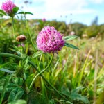 Wypatruj i zbierz, jak tylko się pojawi. Wzmacnia żyły i wspomaga trawienie