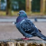 Wypatrz go na spacerze, a szczęście ci dopisze. Rozglądaj się uważnie