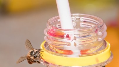 Wypoczynek na plaży. Uważaj co pijesz  