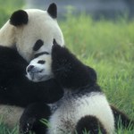 Wypożyczone pandy wielkie wracają do Chin. Czeka je bardzo długi lot