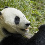 Wypożyczone pandy wrócą do Chin. Ich utrzymanie jest za drogie