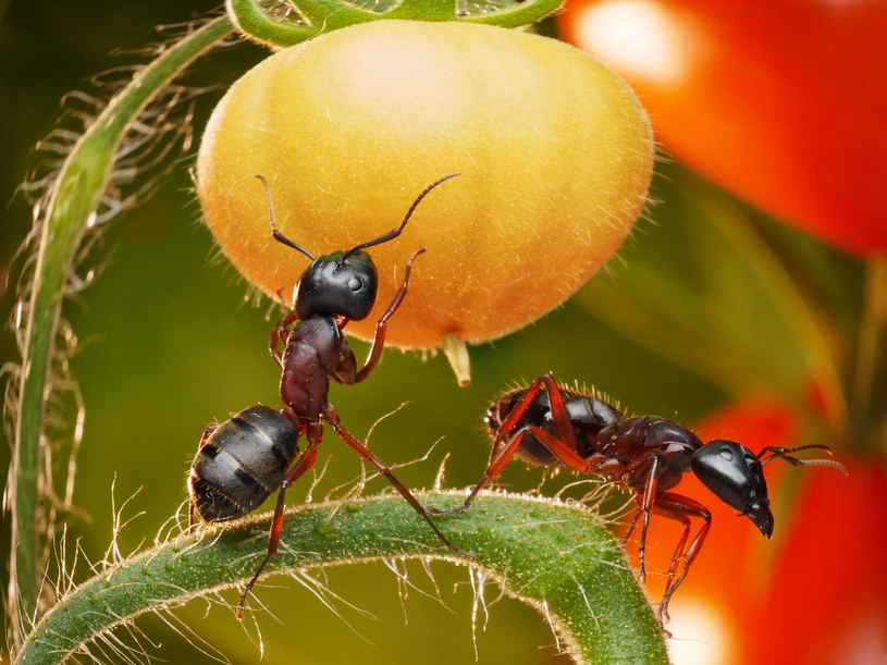 Wypróbuj domowe sposoby na pozbycie się mrówek z ogrodu /123RF/PICSEL