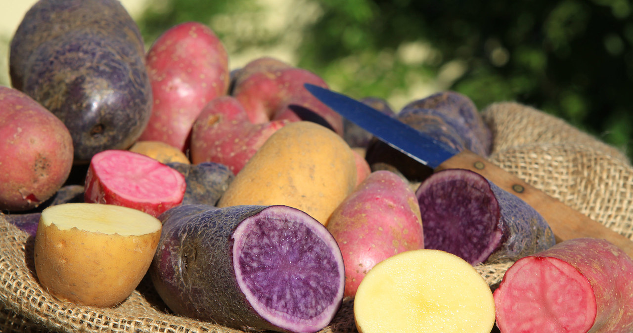 Wypróbuj różne odmiany ziemniaków /123RF/PICSEL