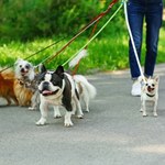 Wyprowadzanie psów za pieniądze. Czy petsitting daje zarobić?