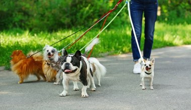 Wyprowadzanie psów za pieniądze. Czy petsitting daje zarobić?