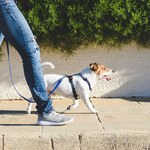 Wyprowadzenie psa na spacer przestępstwem. Kilkoro Irańczyków zatrzymanych