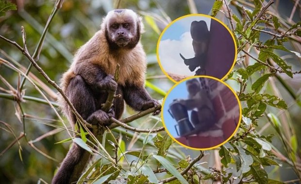 Wypuściła ptaki i uciekła z kawiarką. Małpka-złodziejka "aresztowana"