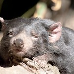 Wypuścili diabły na wolność, ale pojawił się problem. Nadeszła katastrofa