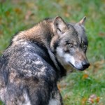 Hamburg Wypuścili go z powrotem na wolność. Tydzień temu poturbował 65-latkę