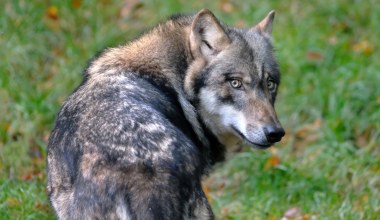 Wypuścili go z powrotem na wolność. Tydzień temu poturbował 65-latkę