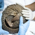 Wypuścili na wolność pradawne zwierzę. Nie było ich od wielu lat