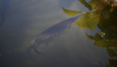 Wypuścili ryby wyglądające jak krokodyle. Przetrwały bez zmian 100 mln lat