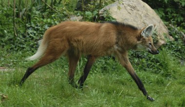 Wypuszczą na wolność najdziwniejsze wilki świata. To ostatnia deska ratunku