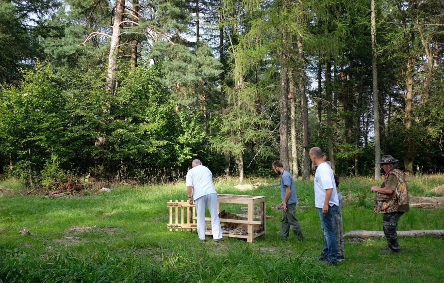 Wypuszczanie wilka na wolność /PAP/Darek Delmanowicz /PAP