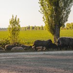 Wypuszczone przez ukraińskich rolników zwierzęta błąkają się po zbombardowanych polach