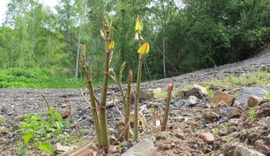 Wyrasta nawet na glebach wulkanicznych. Ten inwazyjny gatunek przebija beton