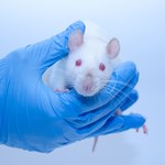 Wyrok na tysiące zwierząt laboratoryjnych w USA. Winne są cięcia Trumpa