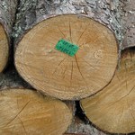 "Wyrok TSUE grozi paraliżem gospodarki leśnej"