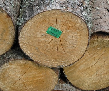 "Wyrok TSUE grozi paraliżem gospodarki leśnej"