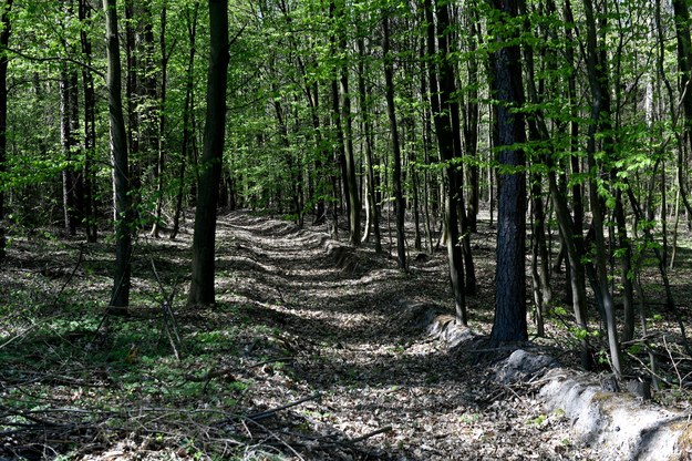 Wyrok TSUE: Organizacje ochrony przyrody powinny mieć prawo kwestionować przed sądem plany urządzenia lasu /Darek Delmanowicz /PAP