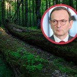 Wyrok TSUE ws. lasów. Ekolodzy się cieszą, polski rząd panikuje