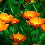 Wyrośnie nawet na słabej glebie i jest mało wymagający. Koniecznie posadź w kwietniu