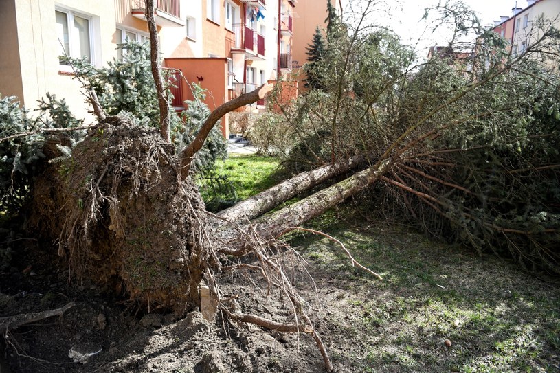 Wyrwane z korzeniami drzewo w Sanoku. Minionej nocy w związku z wichurami straż pożarna interweniowała na Podkarpaciu ponad 200 razy /Darek Delmanowicz /PAP