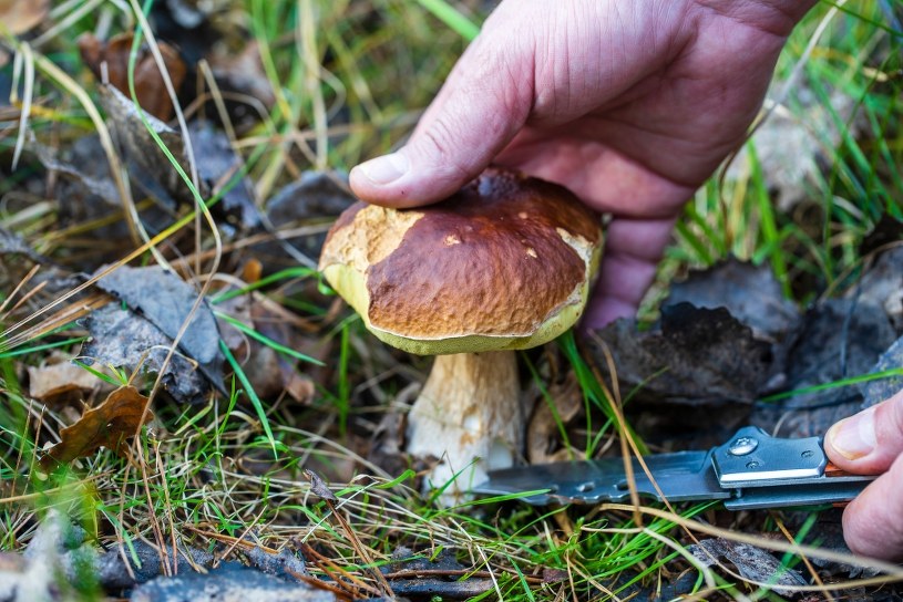 Wyrzuć nóż z koszyka. Grzybów w lesie będzie więcej 