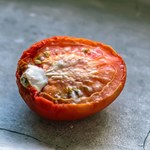 Wyrzucasz spleśniałego pomidora? Błąd! Tracisz dobry nawóz do roślin 