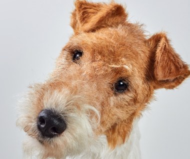 Wyrzuciła psa przez balkon w centrum Białegostoku. Usłyszała wyrok