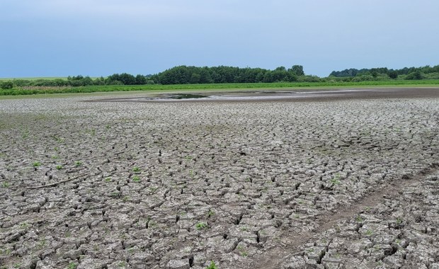 Wyschnięte jezioro koło Piły. Zostały po nim kałuże