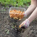 Wysiej to na grządce po cebuli. Plony przerosną twoje oczekiwania