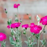 Wysiej w ogrodzie. Sąsiedzi nie oderwą wzroku od dywanu różowych kwiatów