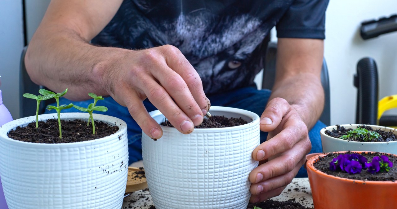 Wysiej wiosną pewną roślinę, a według dawnych przesądów zapewnisz sobie szczęście, miłość i dobrobyt. Sprawdź, o jaką roślinę chodzi. /Pixel