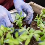 Wysiewasz pomidory w marcu? Uważaj na to, bo wszystko zepsujesz 