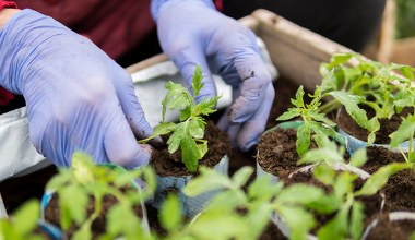 Wysiewasz pomidory w marcu? Uważaj na to, bo wszystko zepsujesz 