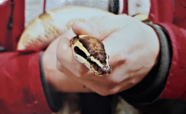 Wysłała paczkę pocztą. Nagle przesyłka zaczęła ruszać się i syczeć 