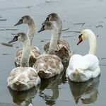 Wysoce zjadliwa grypa ptaków. Stwierdzono ją u łabędzi