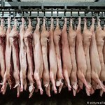 Wysoka cena taniego mięsa. Analiza niemieckiej fundacji