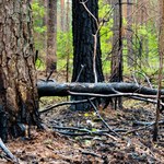 Wysoka nagroda za wskazanie podpalacza w Śląskiem