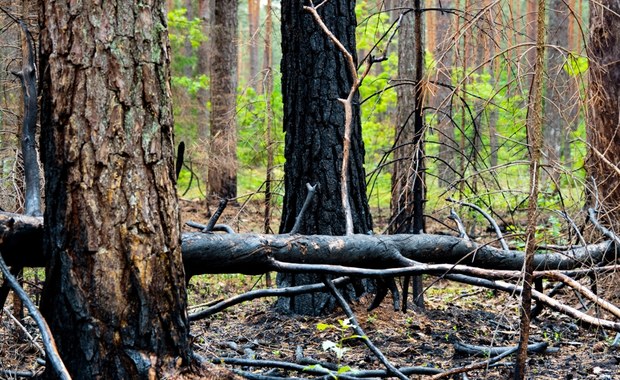 Wysoka nagroda za wskazanie podpalacza w Śląskiem