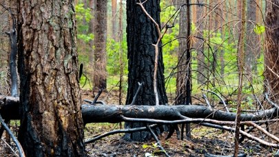Wysoka nagroda za wskazanie podpalacza w Śląskiem
