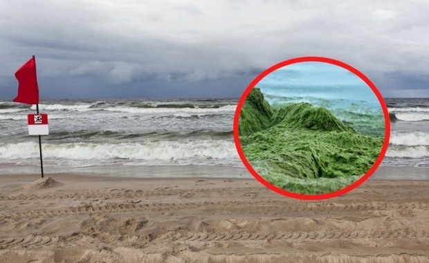 Wysokie fale i sinice. Zakazy kąpieli nad polskim morzem