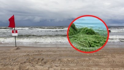 Wysokie fale i sinice. Zakazy kąpieli nad polskim morzem