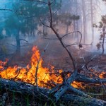 Wysokie zagrożenie pożarowe w polskich lasach. Alert RCB